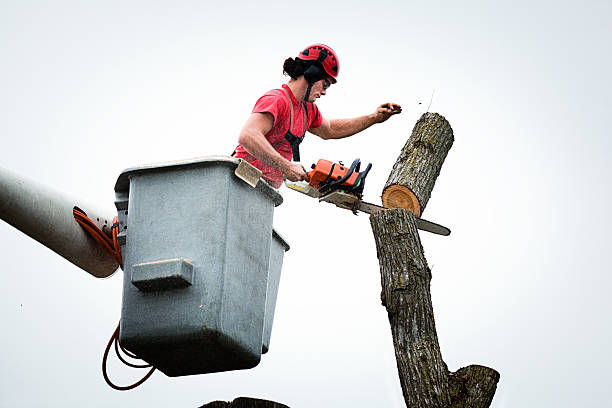 Best Tree Cabling and Bracing  in Belvidere, IL