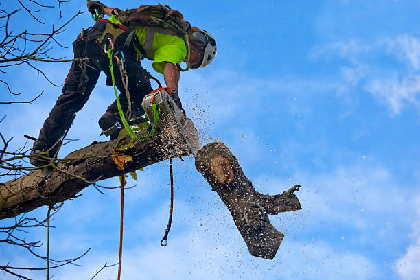 Best Arborist Consultation Services  in Belvidere, IL