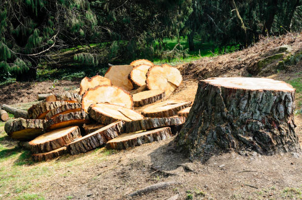 How Our Tree Care Process Works  in  Belvidere, IL